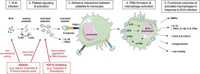 Platelet Activation and the Immune Response to Tuberculosis